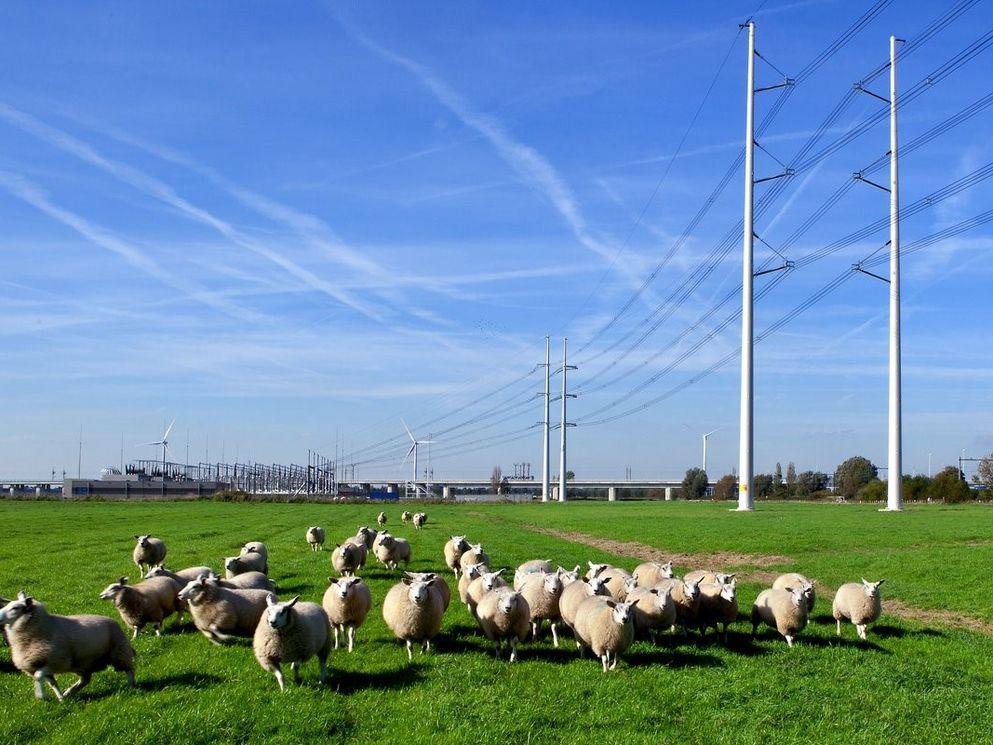 Hoogspanningsmast in weiland met schapen