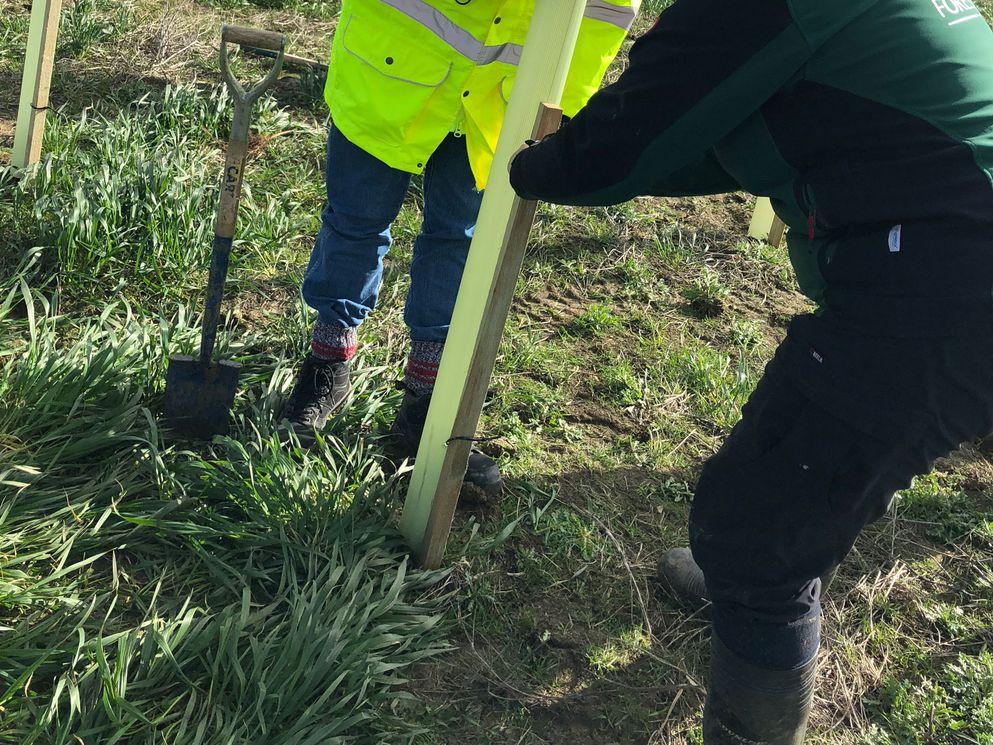 Construction company celebrates 150th birthday by planting over 5,000 trees in Warwickshire and Worcestershire