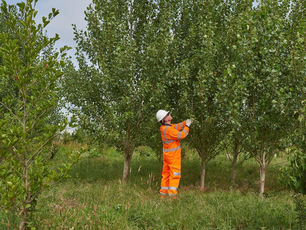 HS2 celebrates five years of tree planting and habitat creation in National Tree Week
