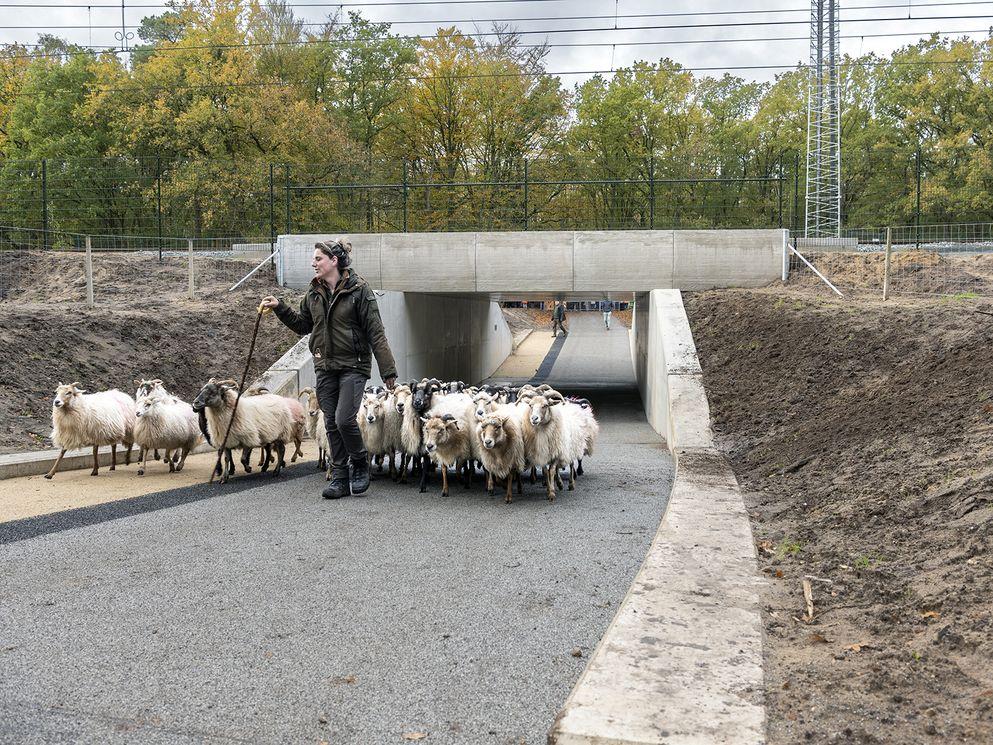 Kudde schapen is door de fietstunnel gelopen