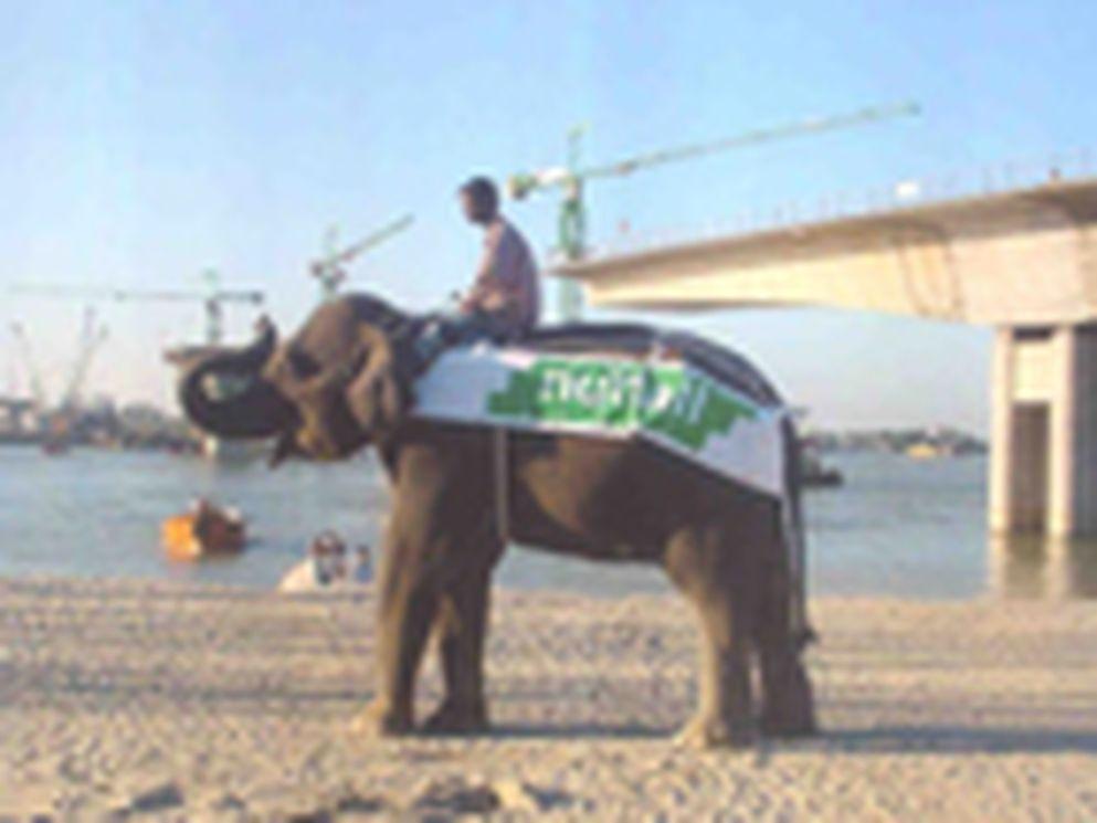 Elephant on construction site