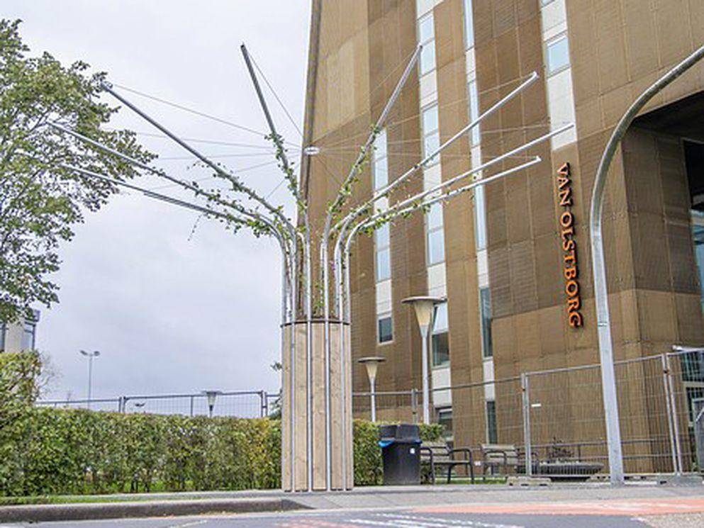 Eerste Klimaatboom geplant op Zernike Campus