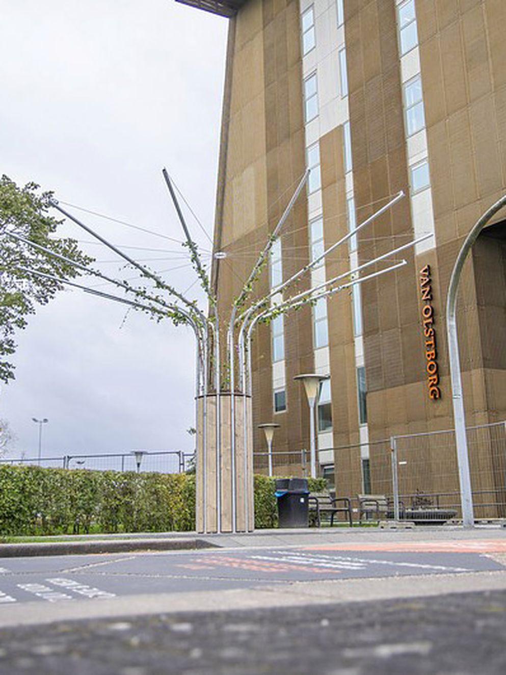 Eerste Klimaatboom geplant op Zernike Campus